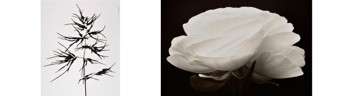 Tribute to Denis Brihat